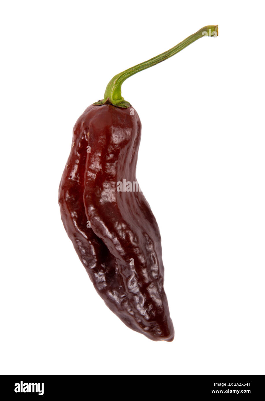 Chocolate Bhut Jolokia hot pepper Art auf weißem Hintergrund Stockfoto