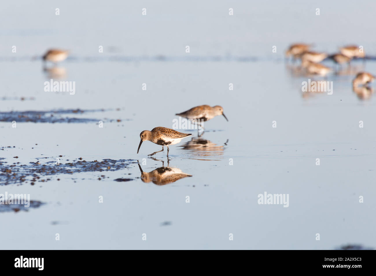 Shorebird Alpenstrandläufer, Delta, British Columbia, Kanada. Stockfoto