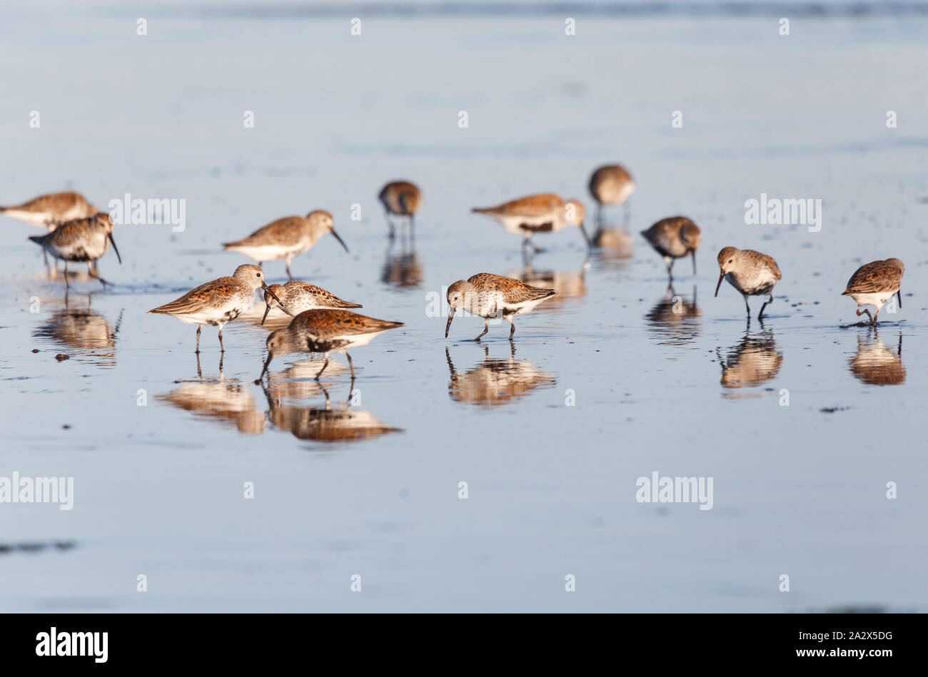 Shorebird Alpenstrandläufer, Delta, British Columbia, Kanada. Stockfoto