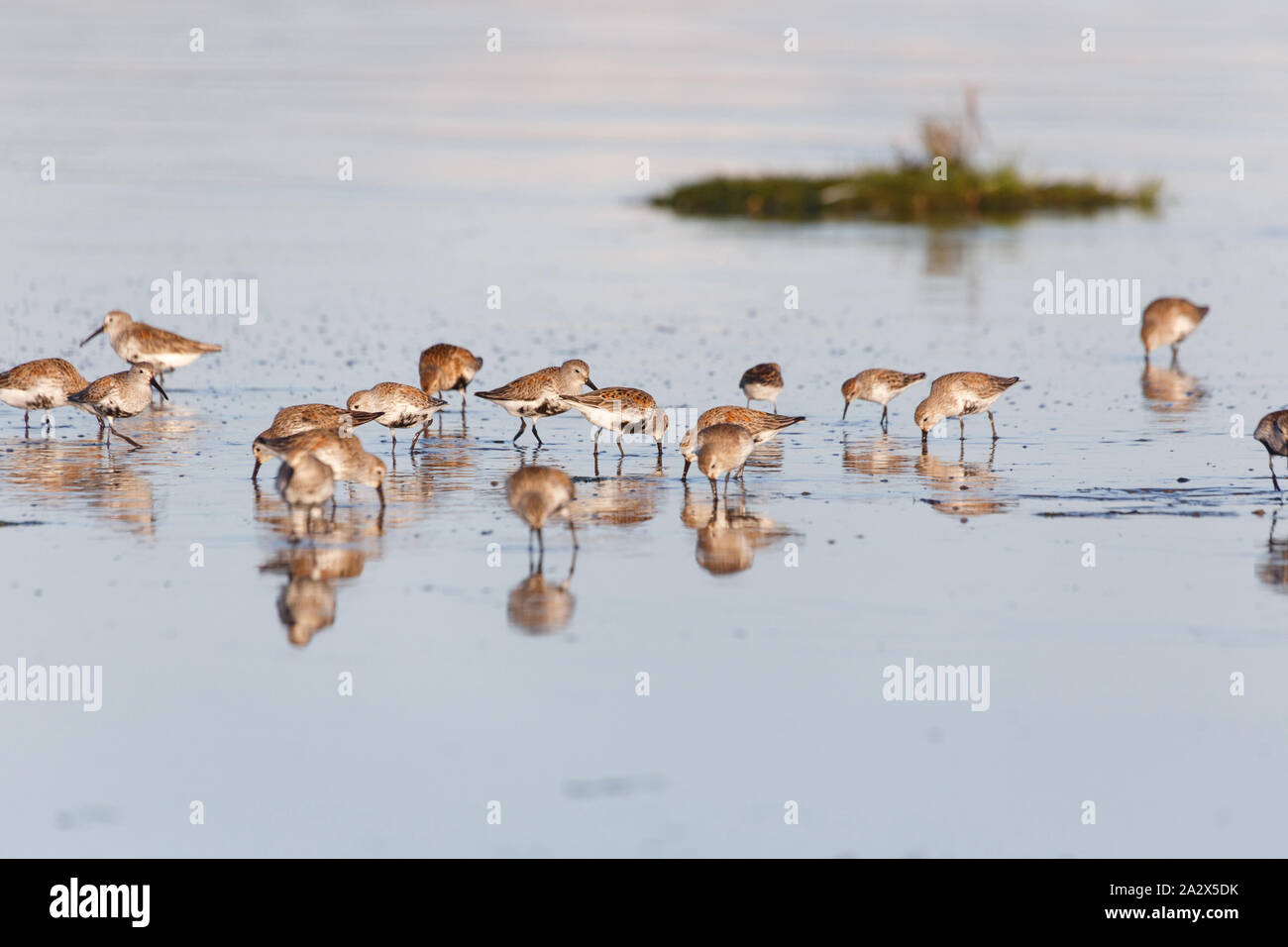 Shorebird Alpenstrandläufer, Delta, British Columbia, Kanada. Stockfoto