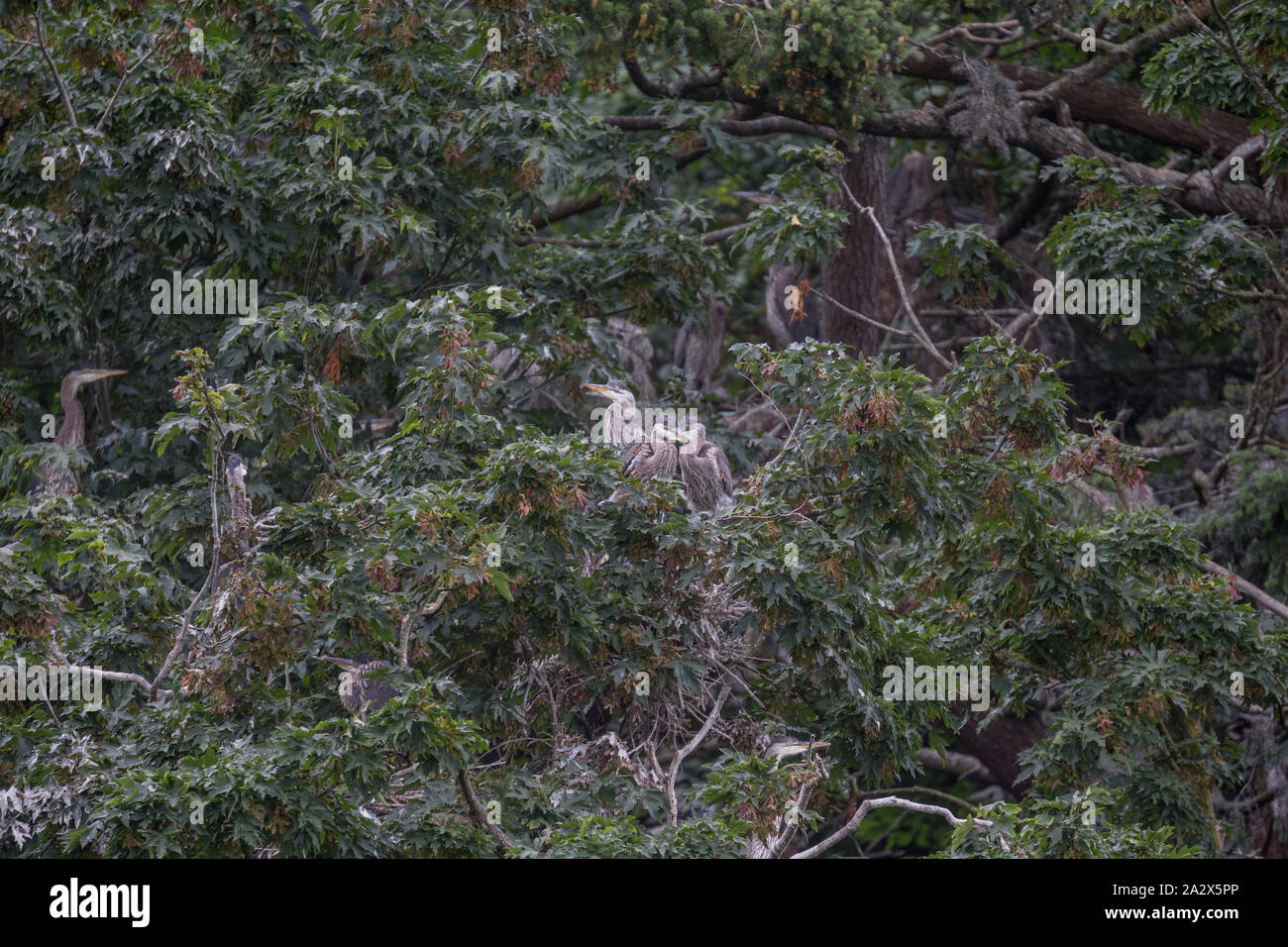 Great Blue Heron Nester, Juni 2014 Stockfoto
