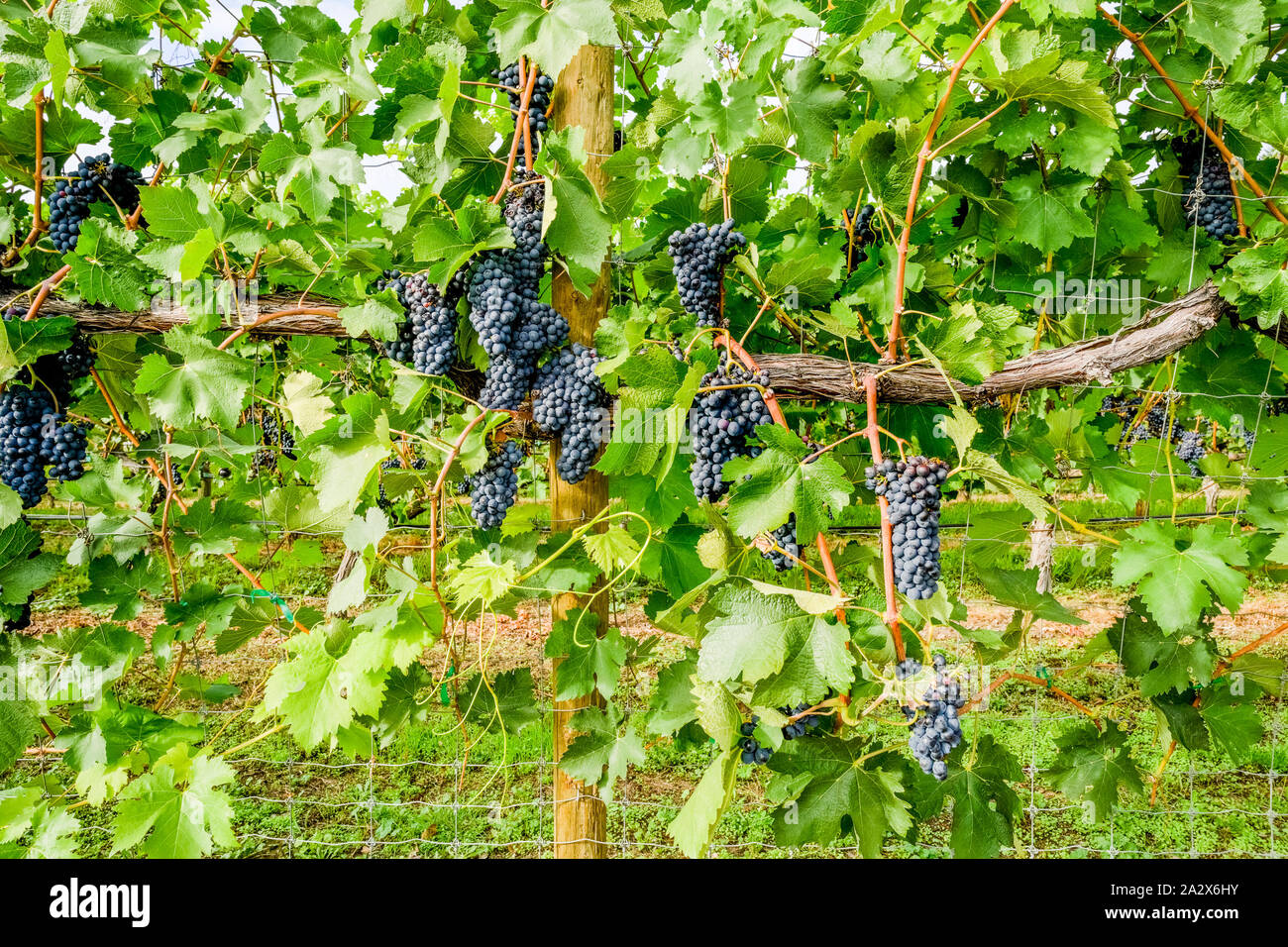 Trauben am Weinstock, Ruby Blues Winery, naramata Sitzbank, Okanagan Valley, British Columbia, Kanada Stockfoto