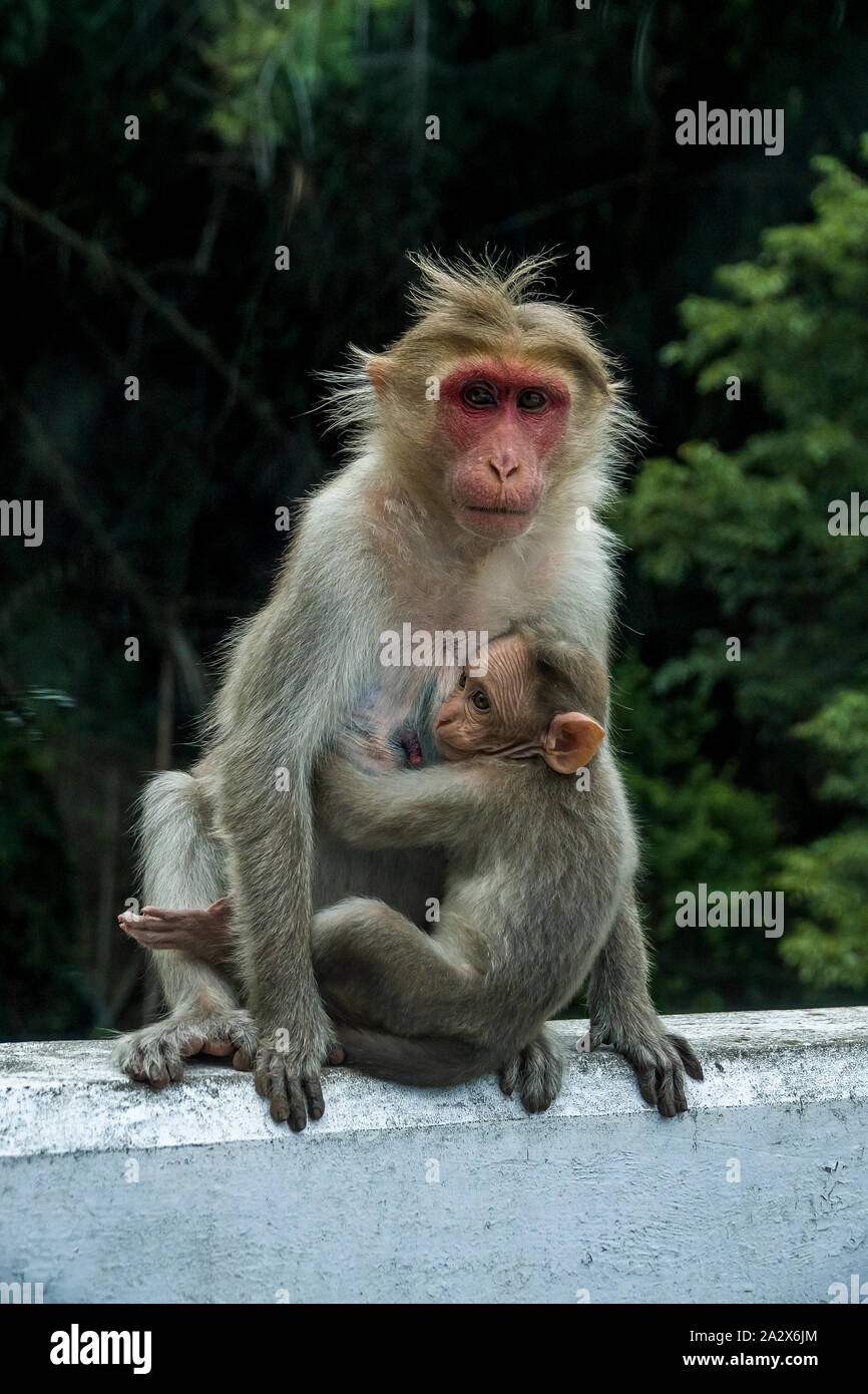 Indische Bonnet Macaque, Baby monkey seine Mutter Holding und der Rest des Tages Licht. Stockfoto