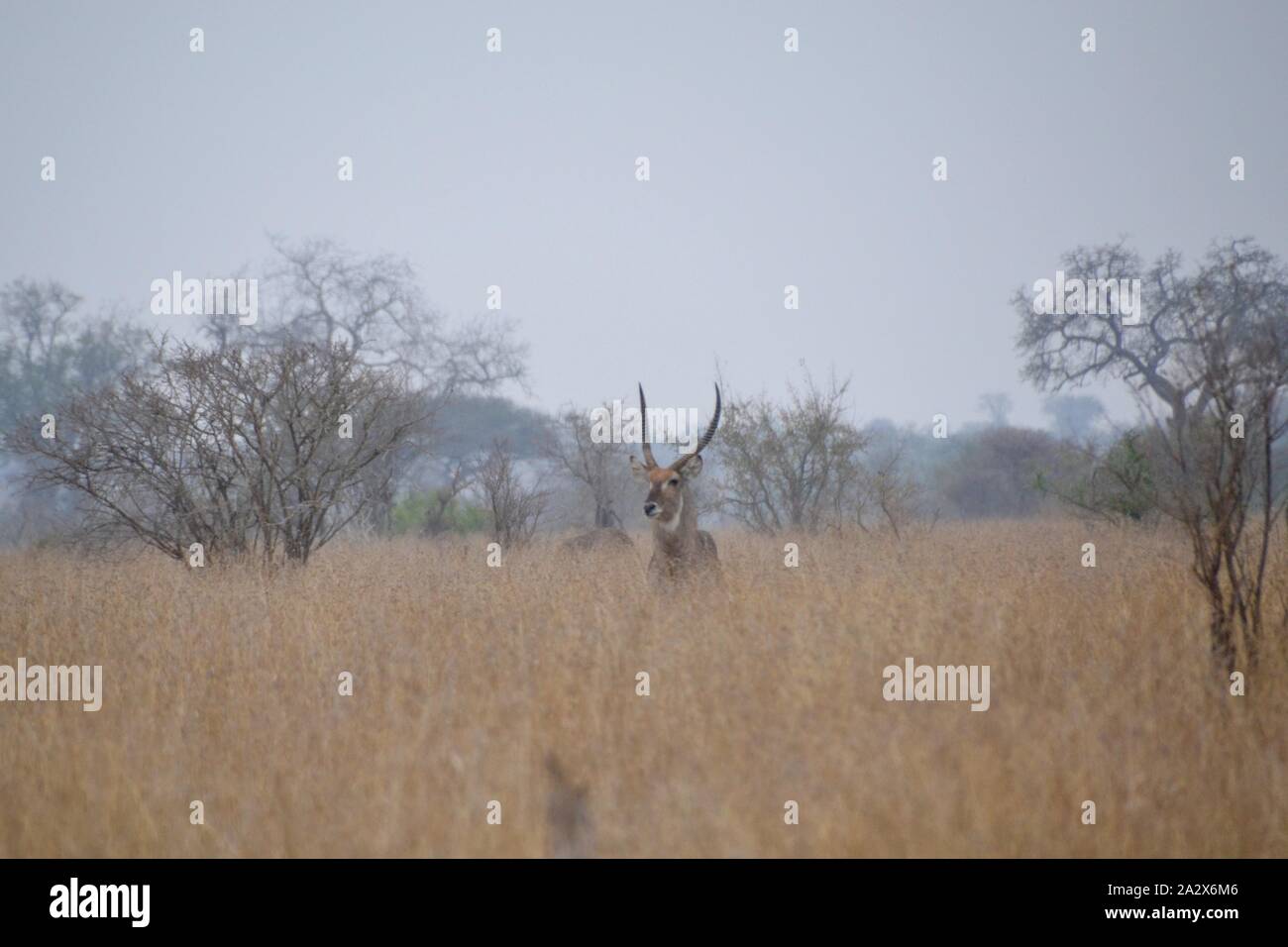 Kopf, Hörnern und Schultern eines großen wasserbock stehen in langen Gras veld in Kruger National Park Stockfoto