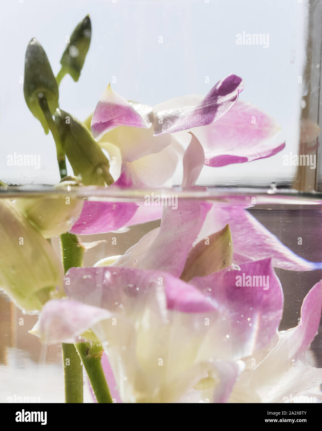 Orchid Flower Mittelstück Stockfoto