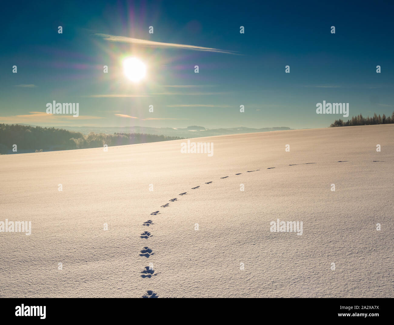 Tierspuren rund um Schnee Stockfoto