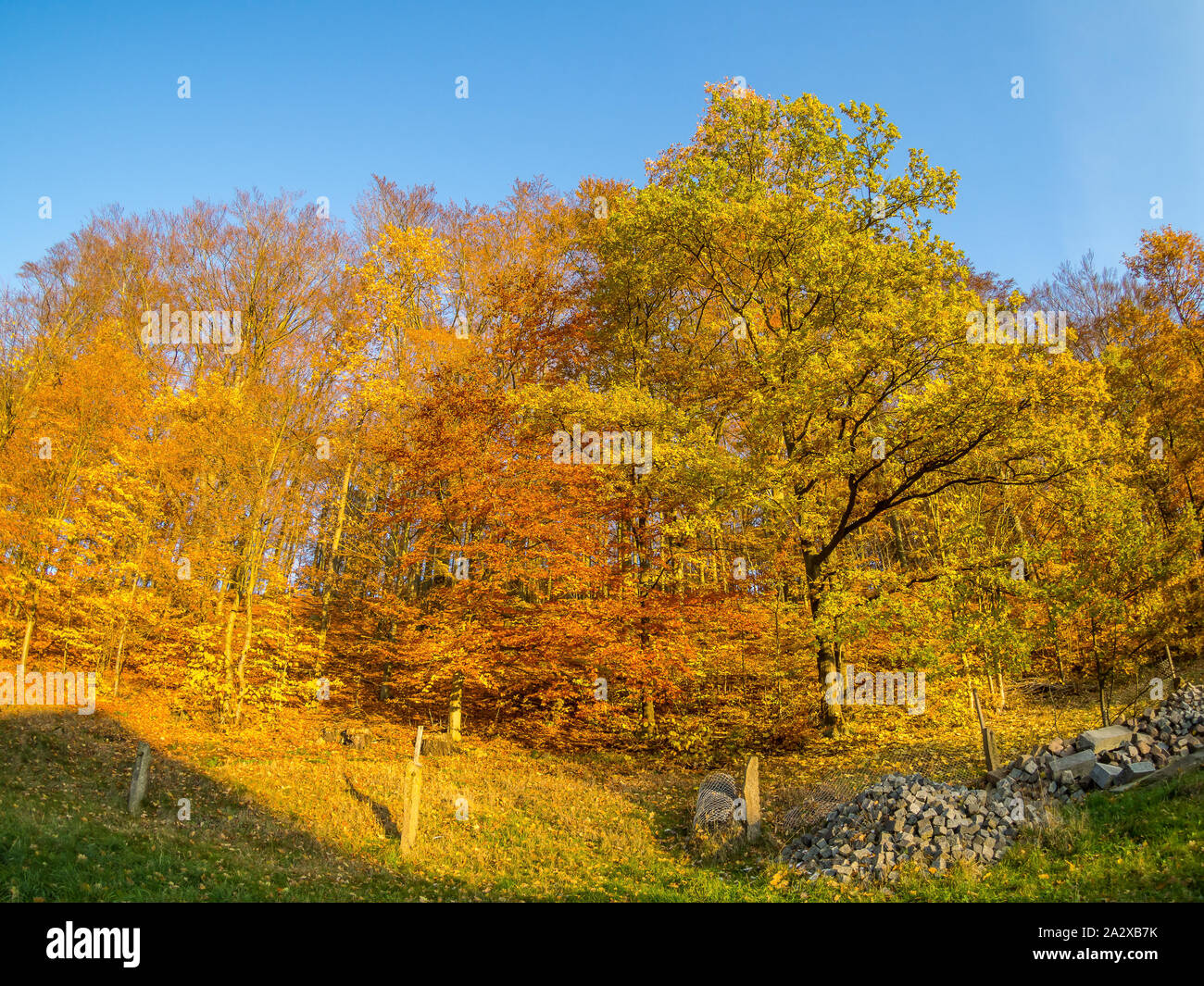 Herbstliches Laub Verfärbung Stockfoto