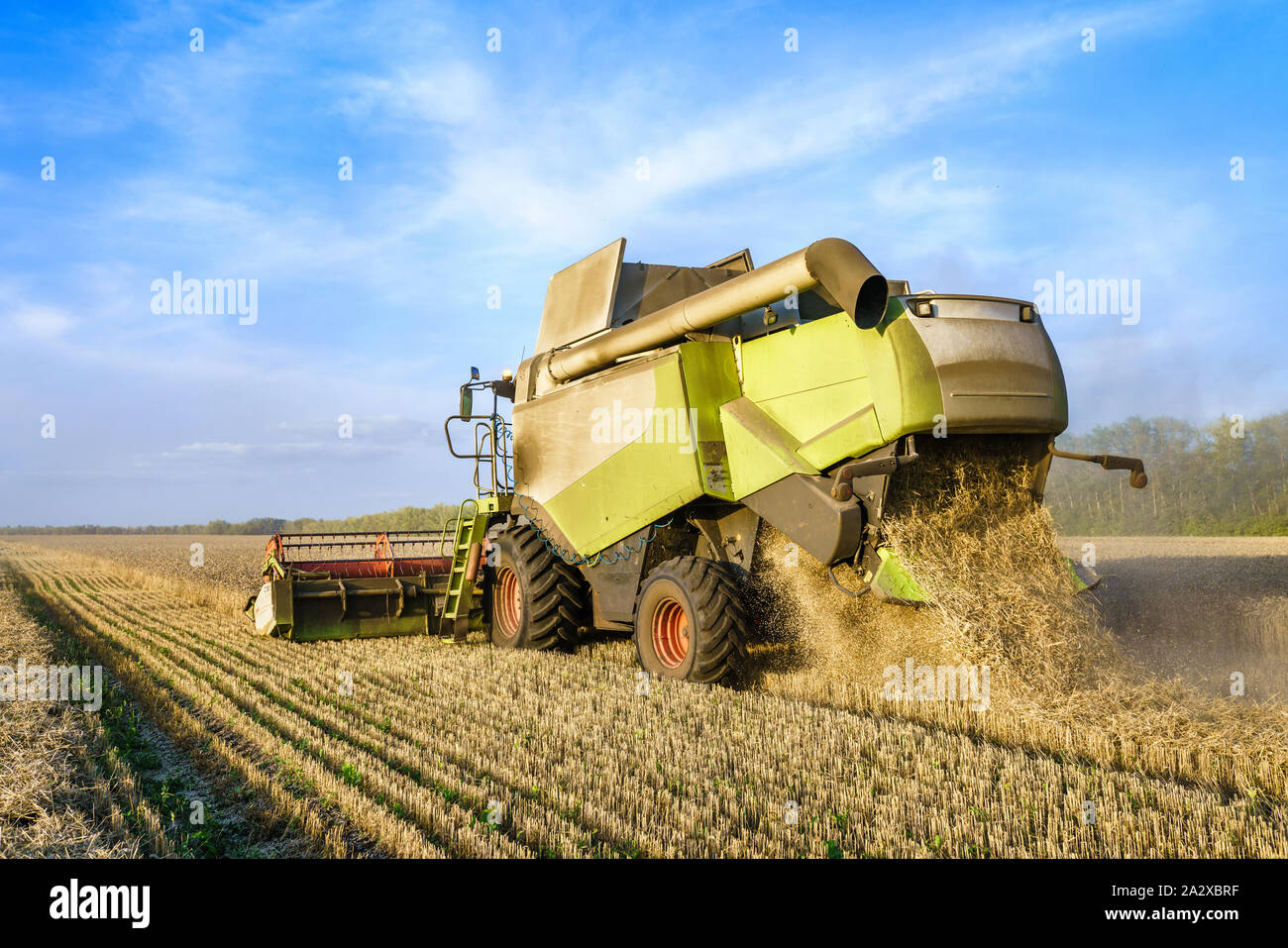 Mähdrescher ernten Reif goldene Weizen auf dem Feld. Das Bild des landwirtschaftlichen Wirtschaftsbereichs Stockfoto