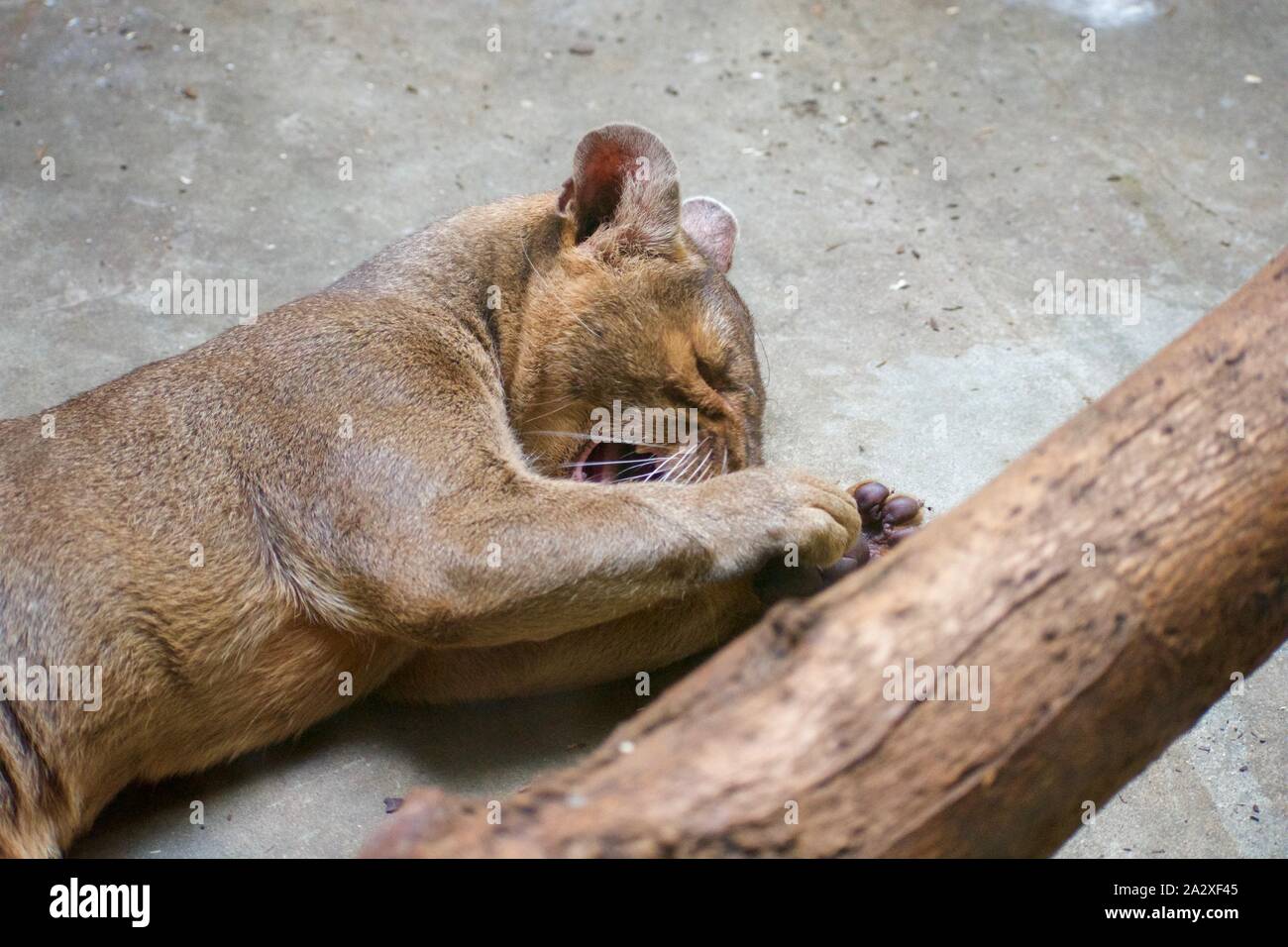 Fossa CRYPTOPROCTA FEROX, aka ist eine große Katzenhafte preditory mammel. Scharren sich reinigen Stockfoto