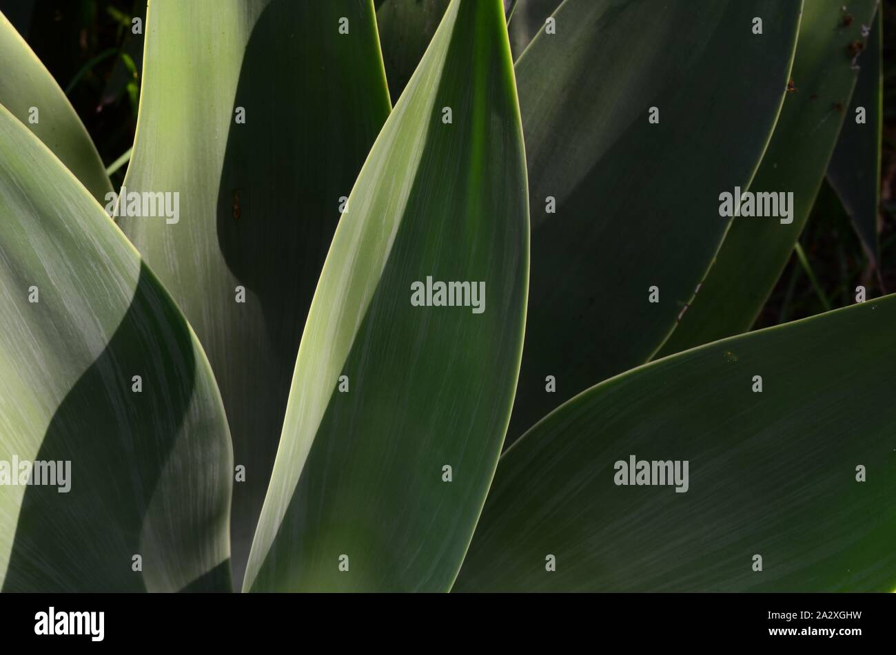 Agave in sanften Morgenlicht. Stockfoto