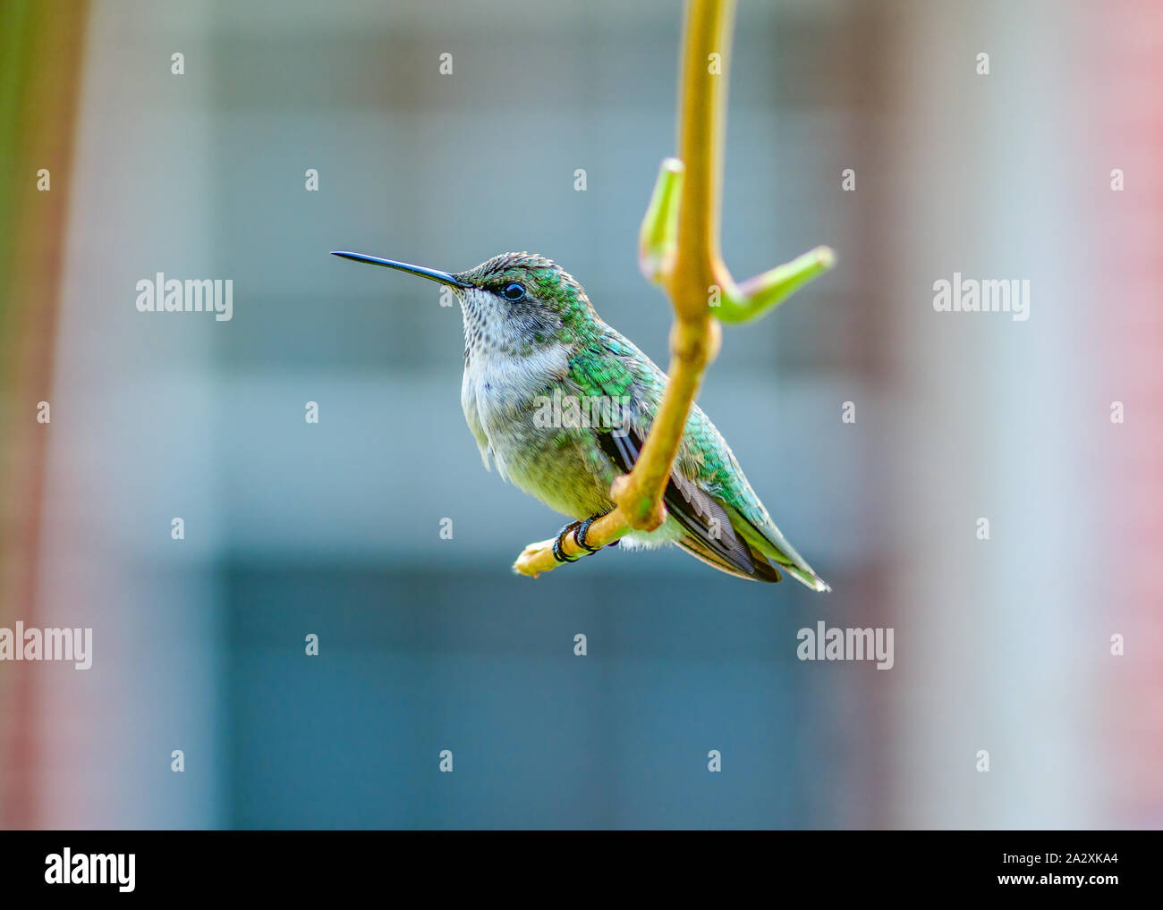 Ruby-throated hummingbird - Archilochus colubris - auf einem Ast sitzend Stockfoto