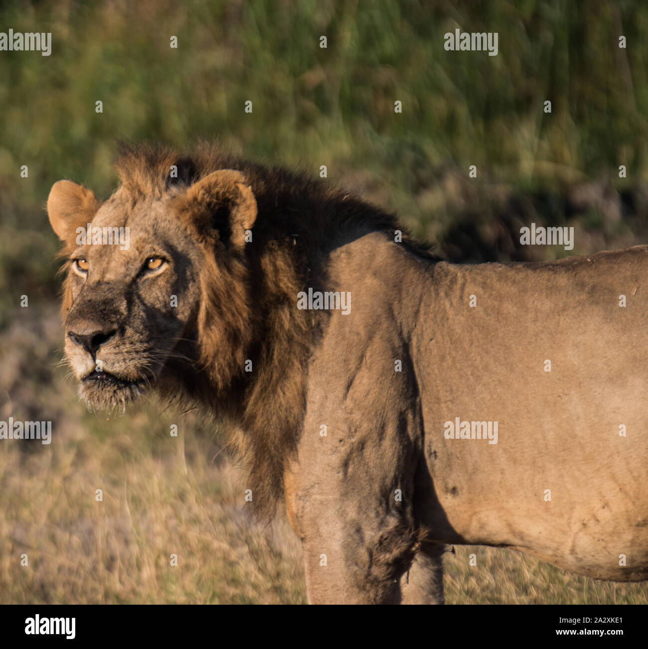 Nahaufnahme von einem schönen Löwen mit goldenen Augen & buschige Mähne. Stockfoto