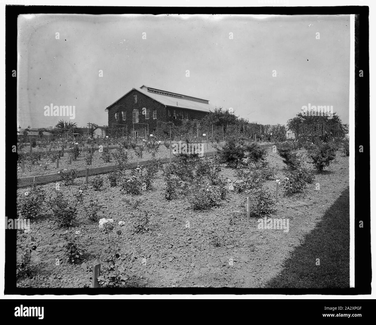 Rose Farm, Arlington Farmen Stockfoto