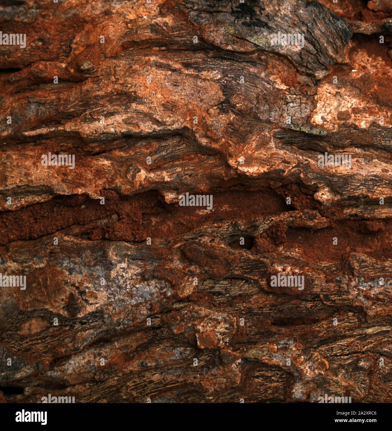 Nahaufnahme von einem Baumstamm Textur Stockfoto