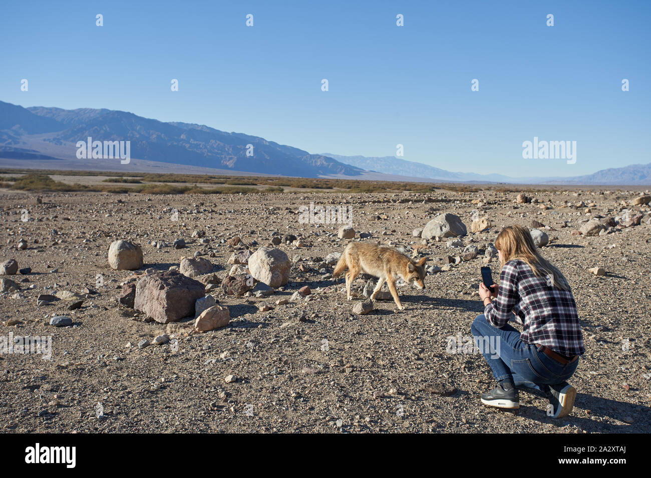 Ein Besucher fotografiert am 3. Januar 2019 einen Kojoten, der nicht vor Menschen scheut und vorbeifahrende Fahrzeuge zum Essen anfährt. Stockfoto