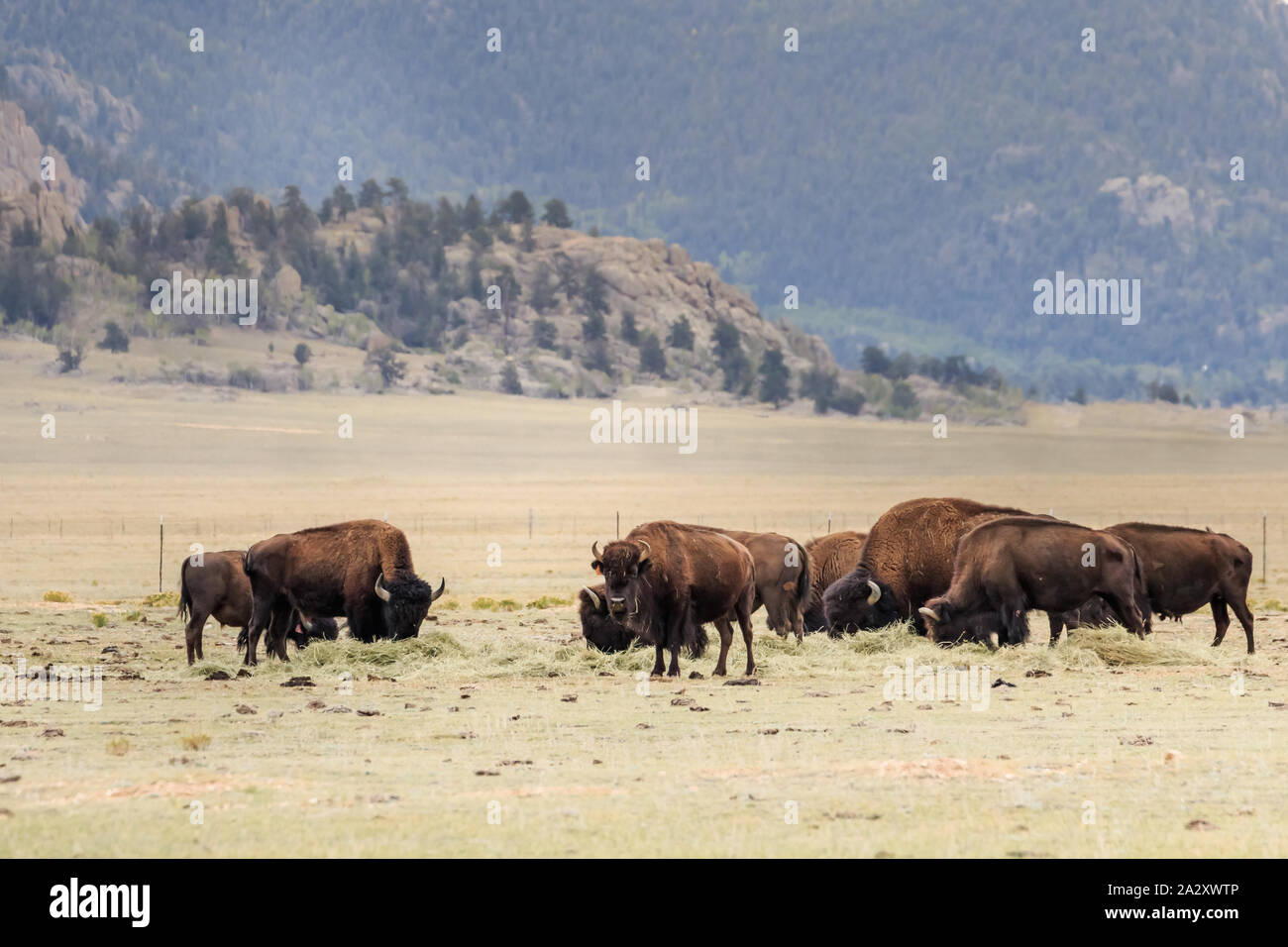 Büffel- oder amerikanische Bison (Bison bison) Herde, die auf dem Colorado Plains Stockfoto