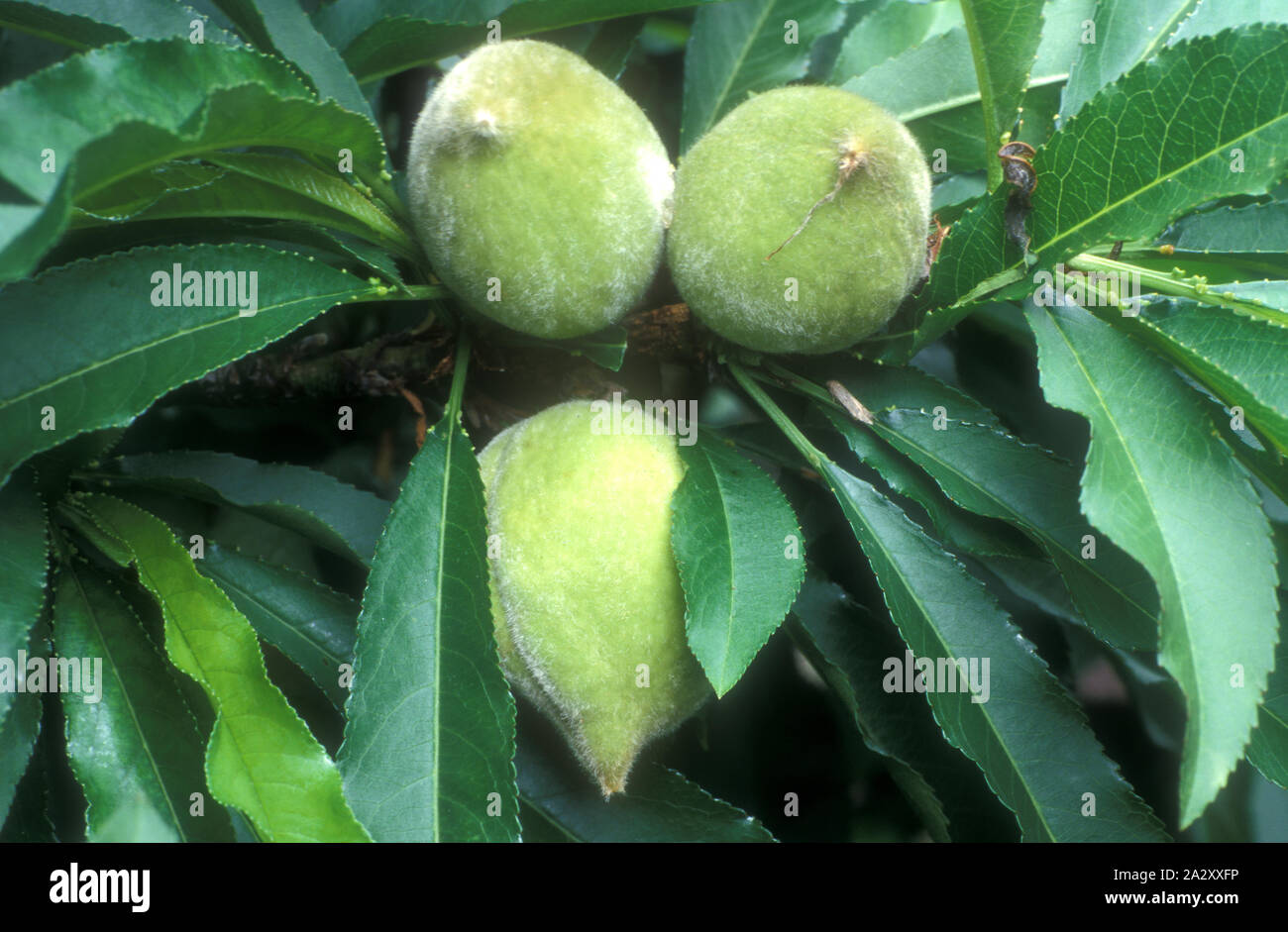 MANDELN REIFEN IN GRÜNEN HARTEN SAMTBEHÜLLEN AM MANDELBAUM (PRUNUS DULCIS SYN PRUNUS AMYGDALUS) AUSTRALIEN. Stockfoto