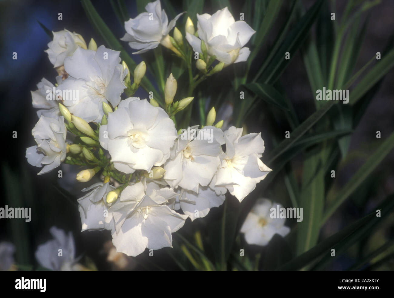 Nerium oleander ist ein Strauch oder kleiner Baum in der dogbane Familie Apocynaceae, giftig in allen seinen Teilen. Stockfoto