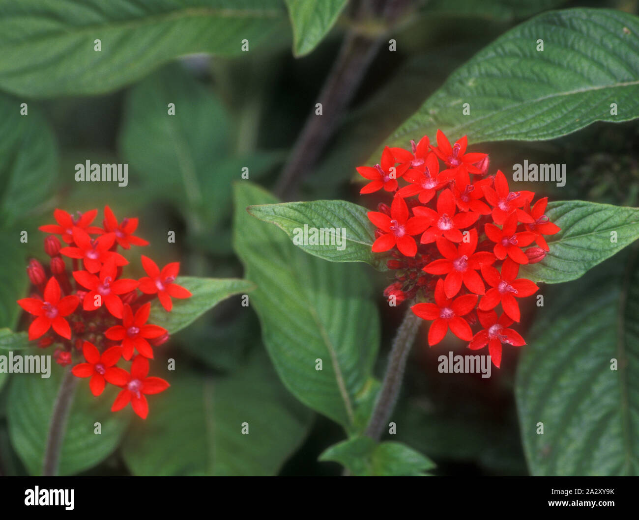 Ägyptische Sternblume Stockfotos und -bilder Kaufen - Alamy