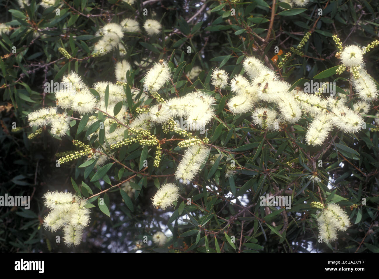 Melaleuca salicina, allgemein bekannt als Weiße bottlebrush oder Weide bottlebrush, ist eine Anlage in die myrte Familie, Stockfoto