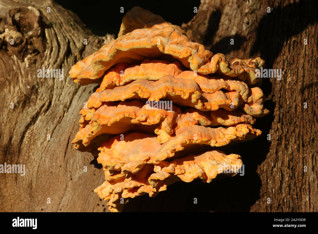 Ein großer Klumpen von Huhn der Wälder, Laetiporus sulfureus, von einem toten Baum im Wald. Stockfoto