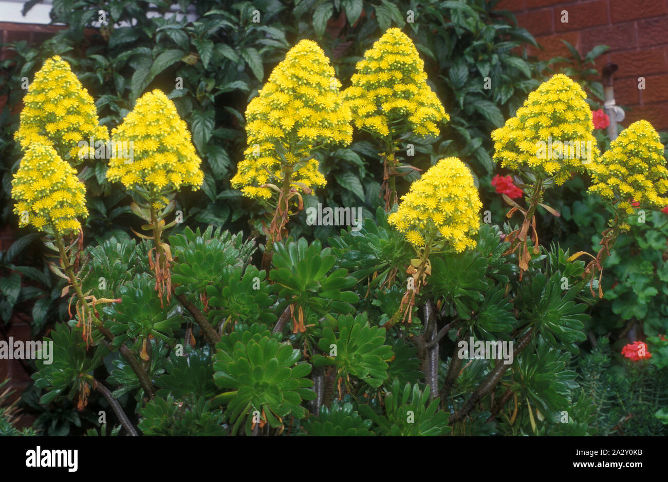 AEONIUM ARBOREUM (STAUDEN SUKKULENTEN) Stockfoto