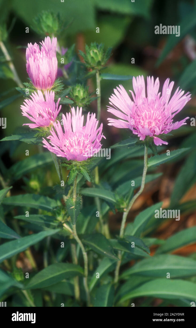 STOKES ASTER (Stokesia laevis) Stockfoto