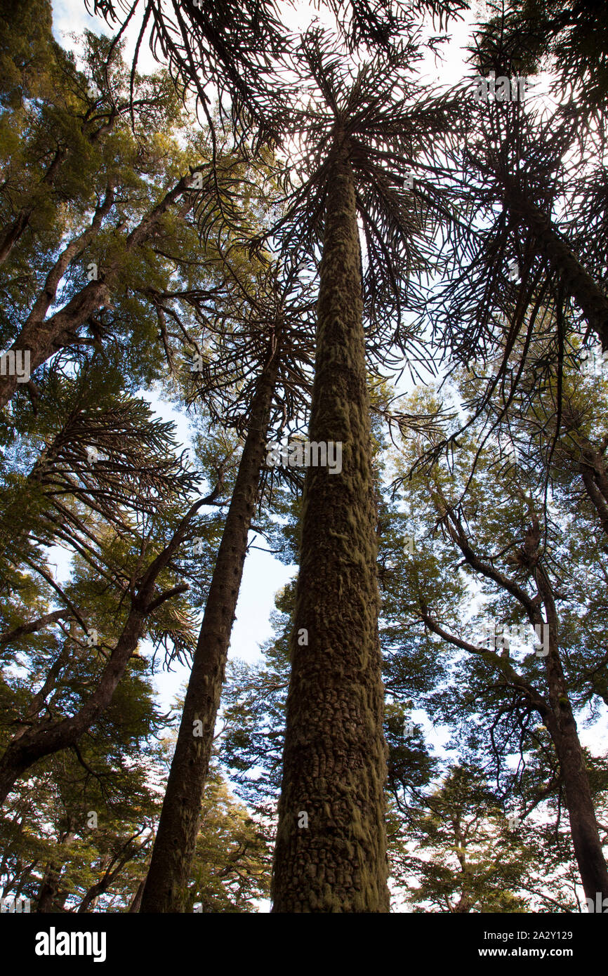 Araucaria araucana Baum (Monkey Puzzle Tree) im Huerquehue Nationalpark, in der Nähe von Pucon. Stockfoto