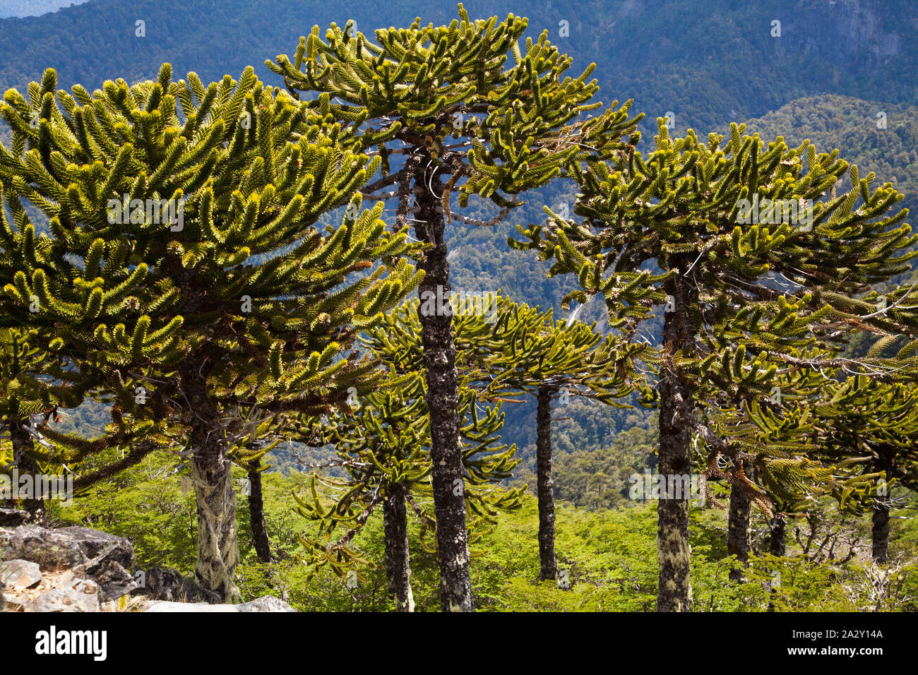Araucaria araucana Baum (Monkey Puzzle Tree) im Huerquehue Nationalpark. Stockfoto