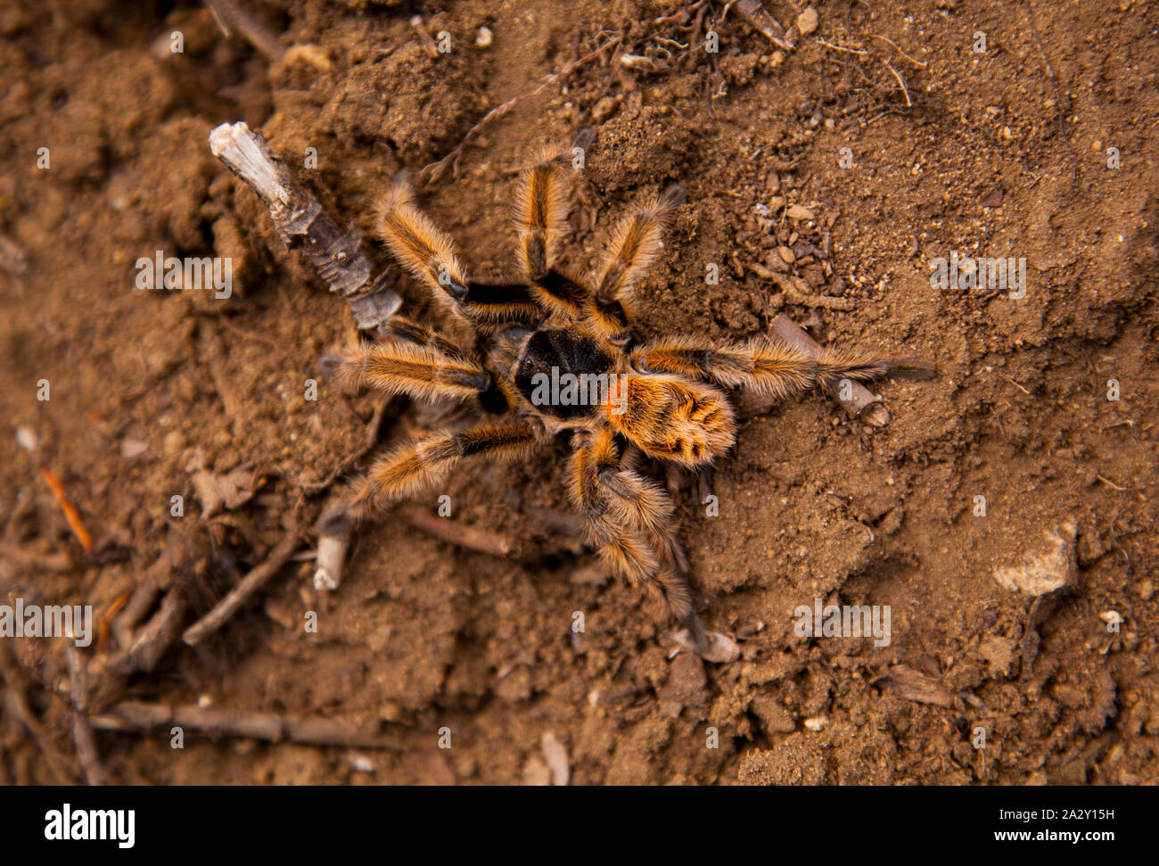 Grammostola Arten von Spider (Common name Pollito Spider), Huerquehue Nationalpark. Stockfoto