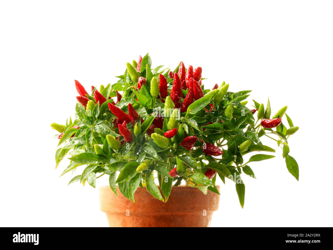 Zierpflanzen chili Pflanze im Topf auf einem weissem Hintergrund  Stockfotografie - Alamy