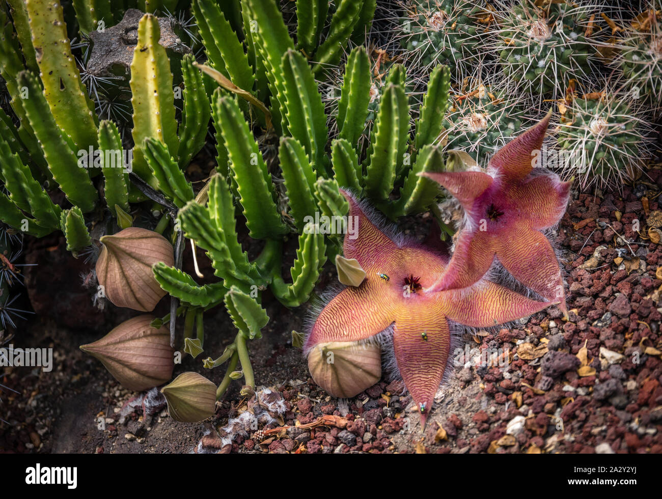 Star fisch Kaktus oder Stapelia grandiflora mit Fliegen pollenating der  Kaktus Pflanze mit riesigen aufflligen Blten, denen der Geruch des  verwesenden Fleisch Stockfotografie - Alamy