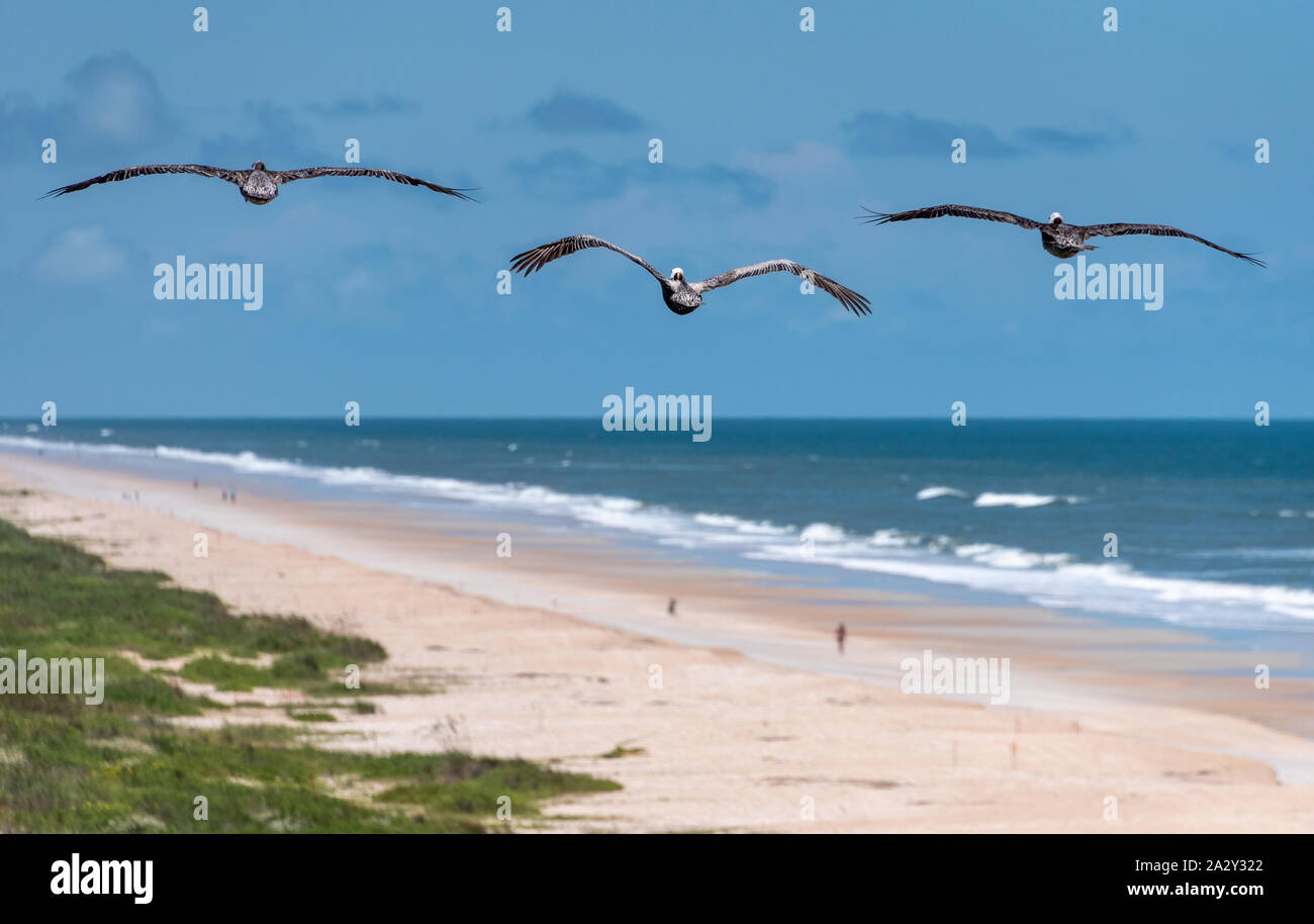 Pelikane gleiten entlang dem Strand Dünen von einer nicht überlaufenen Strand in Ponte Vedra Beach, Florida In Florida Highway A1A. Stockfoto