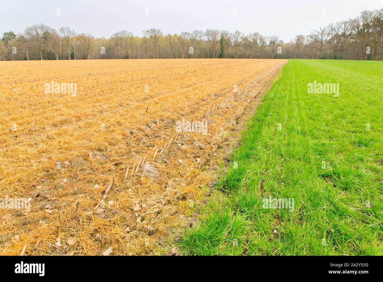Grüne Wiese und sprühte gelber Mais Feld in Holland Stockfoto