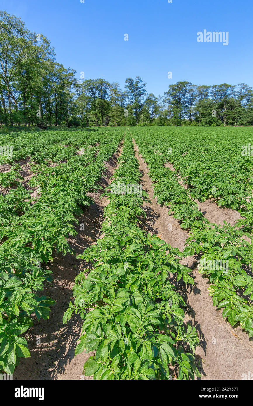 Kartoffelfeld mit geraden Reihen von Kartoffelpflanzen in den Niederlanden Stockfoto