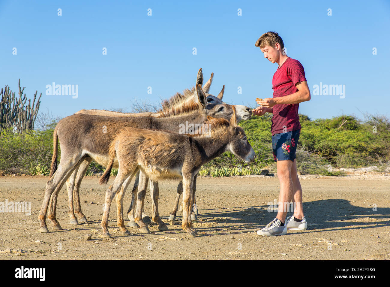 Jungen kaukasischen Mann feeds Gruppe von wilden Eseln auf Bonaire Stockfoto