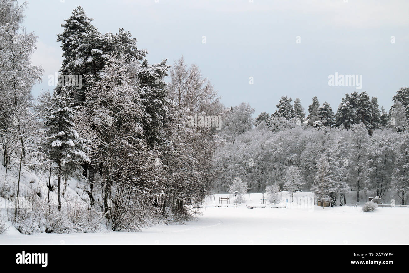 Wald im Winter. Auf diesem Foto können Sie mehrere immergrüne Bäume mit vielen schweren Schnee auf ihren Ästen sehen. Viel Schnee auf dem Boden zu. Stockfoto