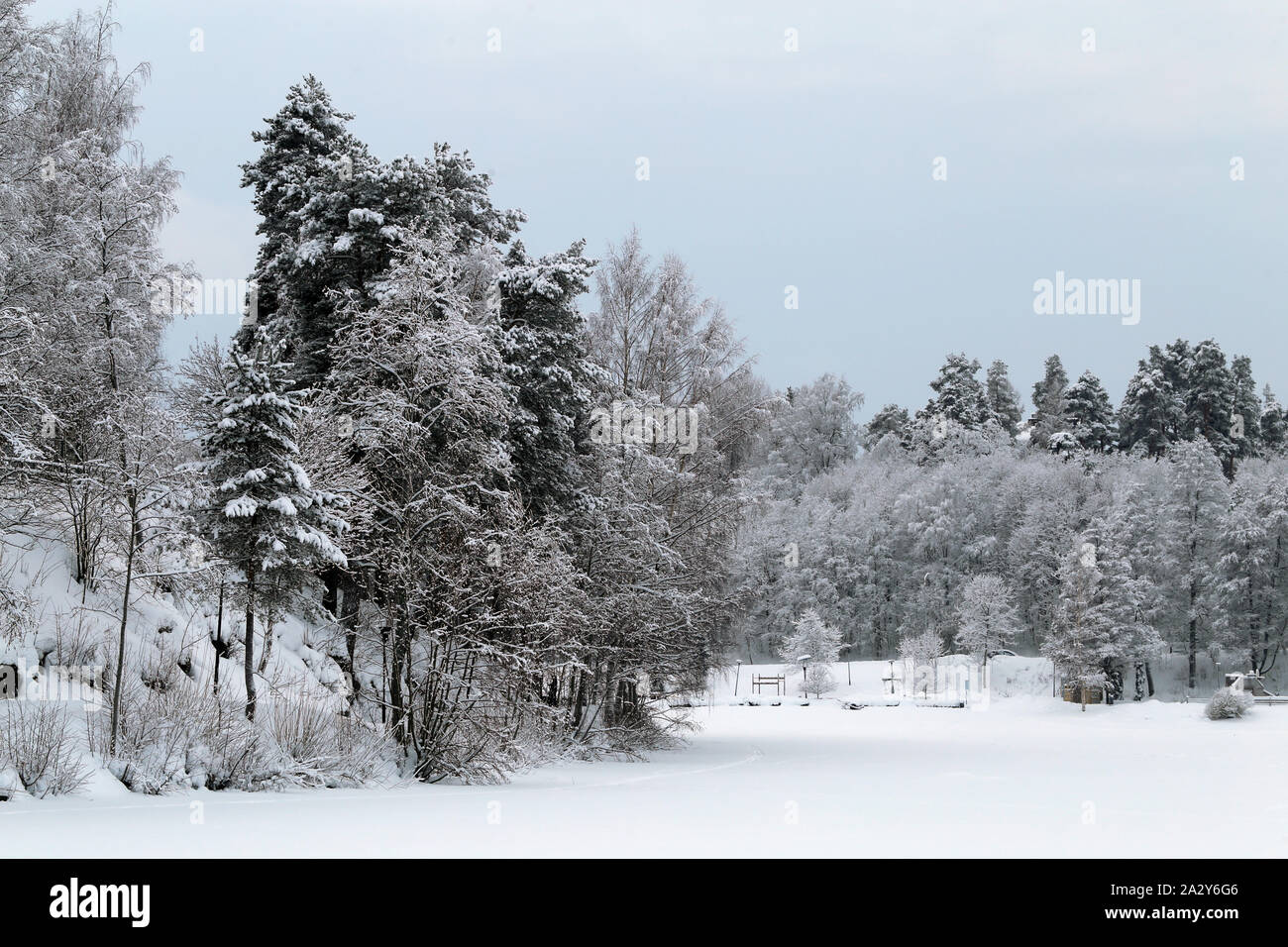 Wald im Winter. Auf diesem Foto können Sie mehrere immergrüne Bäume mit vielen schweren Schnee auf ihren Ästen sehen. Viel Schnee auf dem Boden zu. Stockfoto