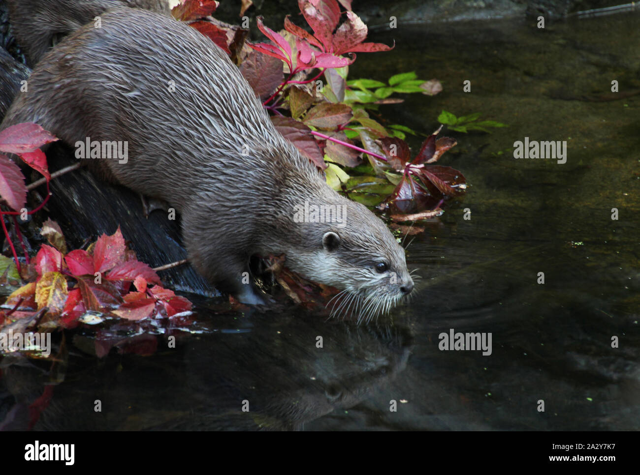 Kleine Krallen Asian Otter bereit für Schwimmen Stockfoto