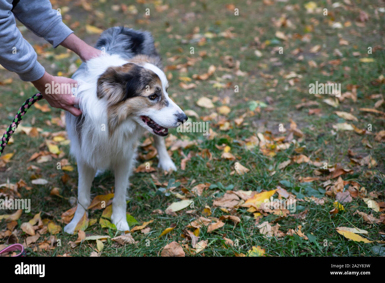 Der Australian Shepherd oder Assi ist nicht nur ein ausgezeichneter Hirte, sondern auch ein treuer Begleiter. Im Herbst Park auf dem Hintergrund der gelben verlassen Stockfoto