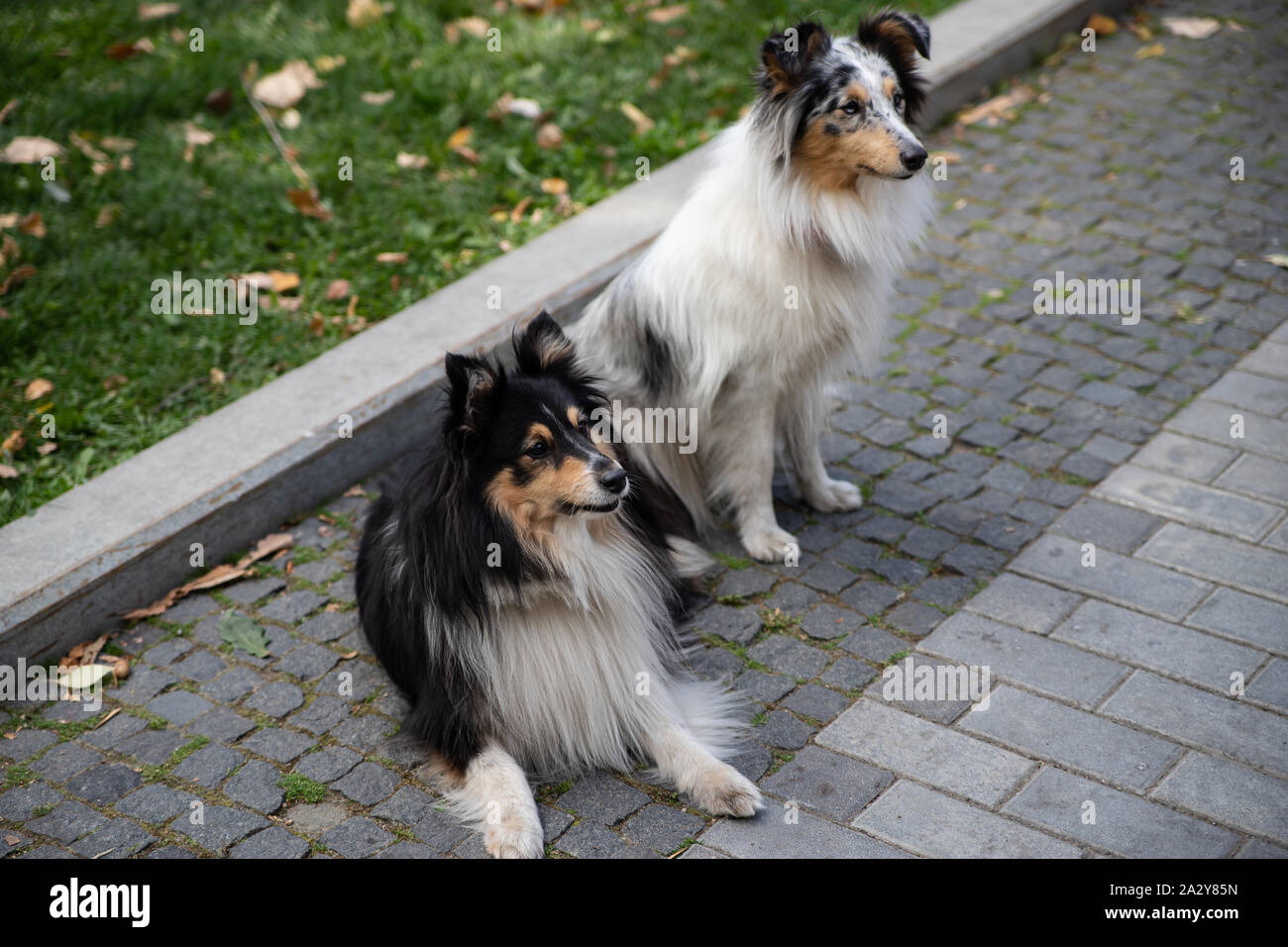 lassie -Fotos und -Bildmaterial in – Alamy