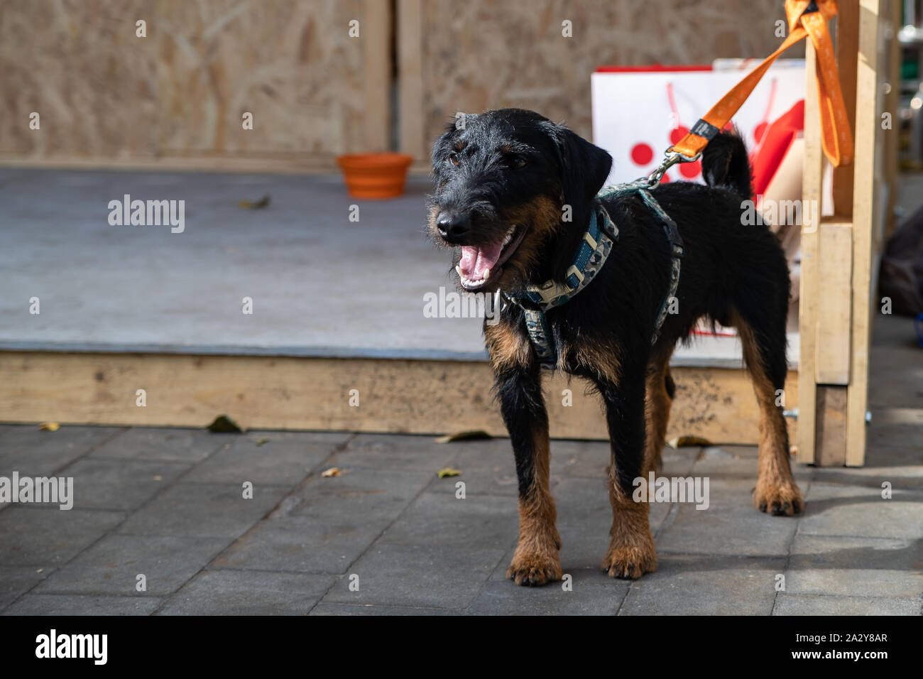 Die Deutsche Jagd Terrier oder Yagd Terrier ist eine unabhängige, entscheidende, furchtlose Hund. Grundsätzlich nicht geeignet für faul und Melancholie Menschen, aber ich Stockfoto