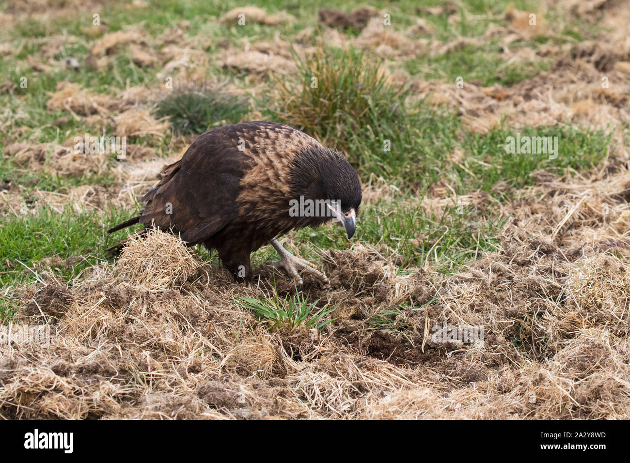 Südlicher Karakara Phalcoboenus australis in Gras für Essen Seelöwen Island Falkland Inseln Britisches Überseegebiet Dezember 2016 Suche Stockfoto