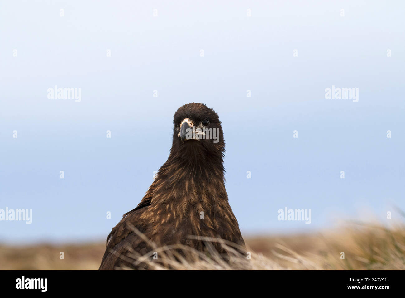 Südlicher Karakara Phalcoboenus australis in rauen Gräser Seelöwen Island Falkland Inseln Britisches Überseegebiet Dezember 2016 Stockfoto