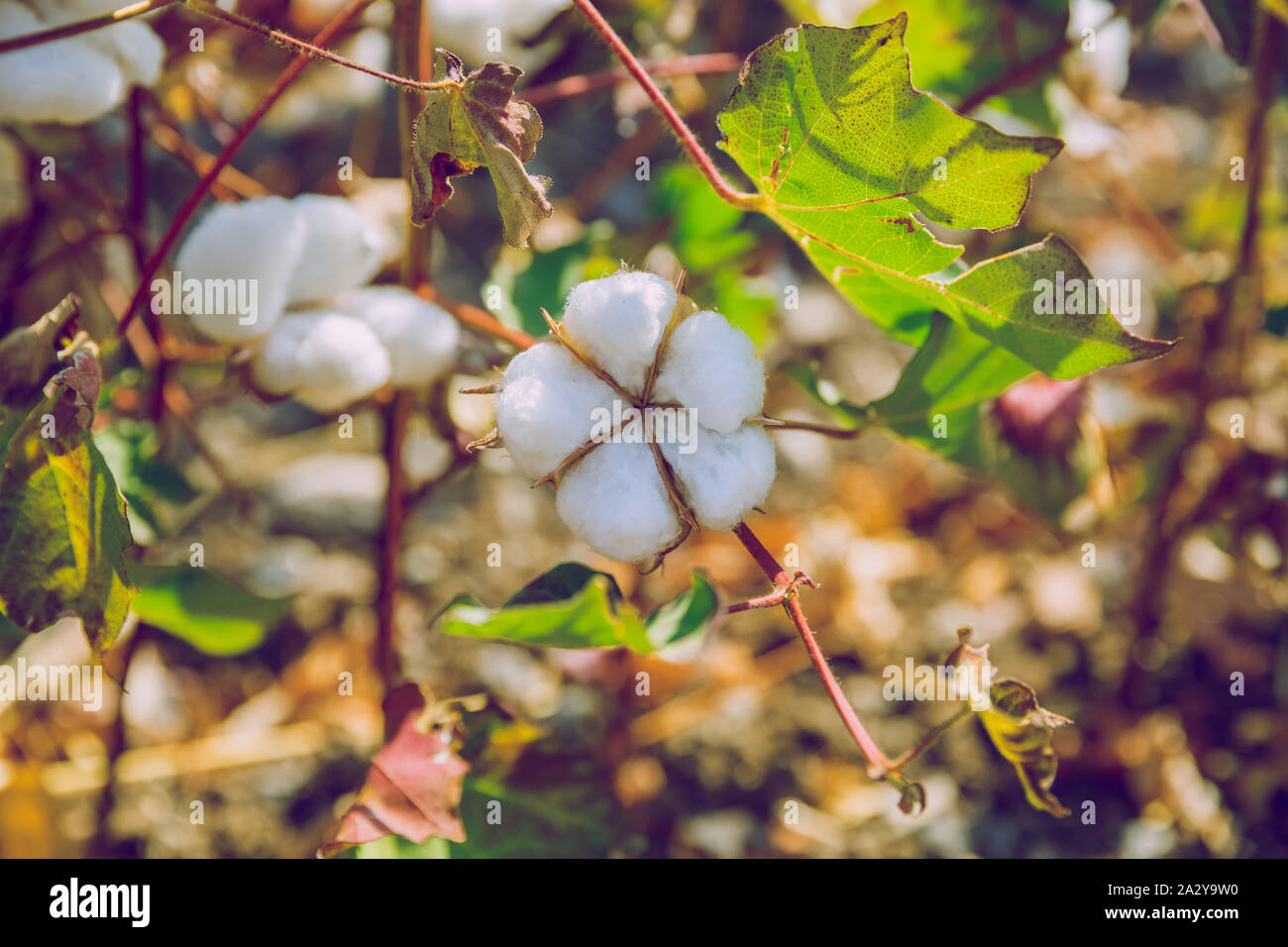 Griechische Republik. Baumwolle, treibt und weiß blühenden Blume. Blüte. 12. 19.09.2019. Stockfoto