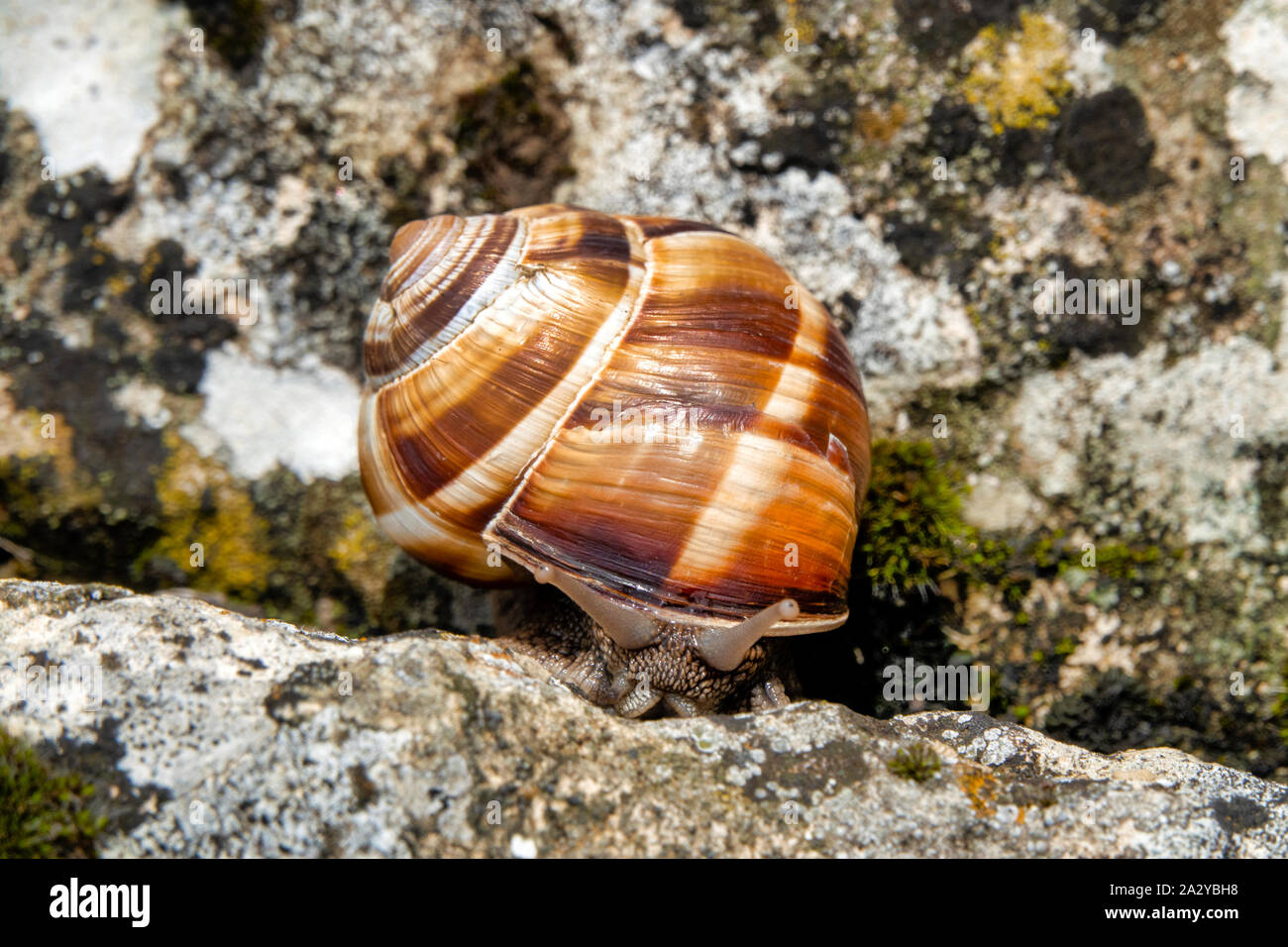 Nahaufnahme von Weinbergschnecken (Helix pomatia) Stockfoto