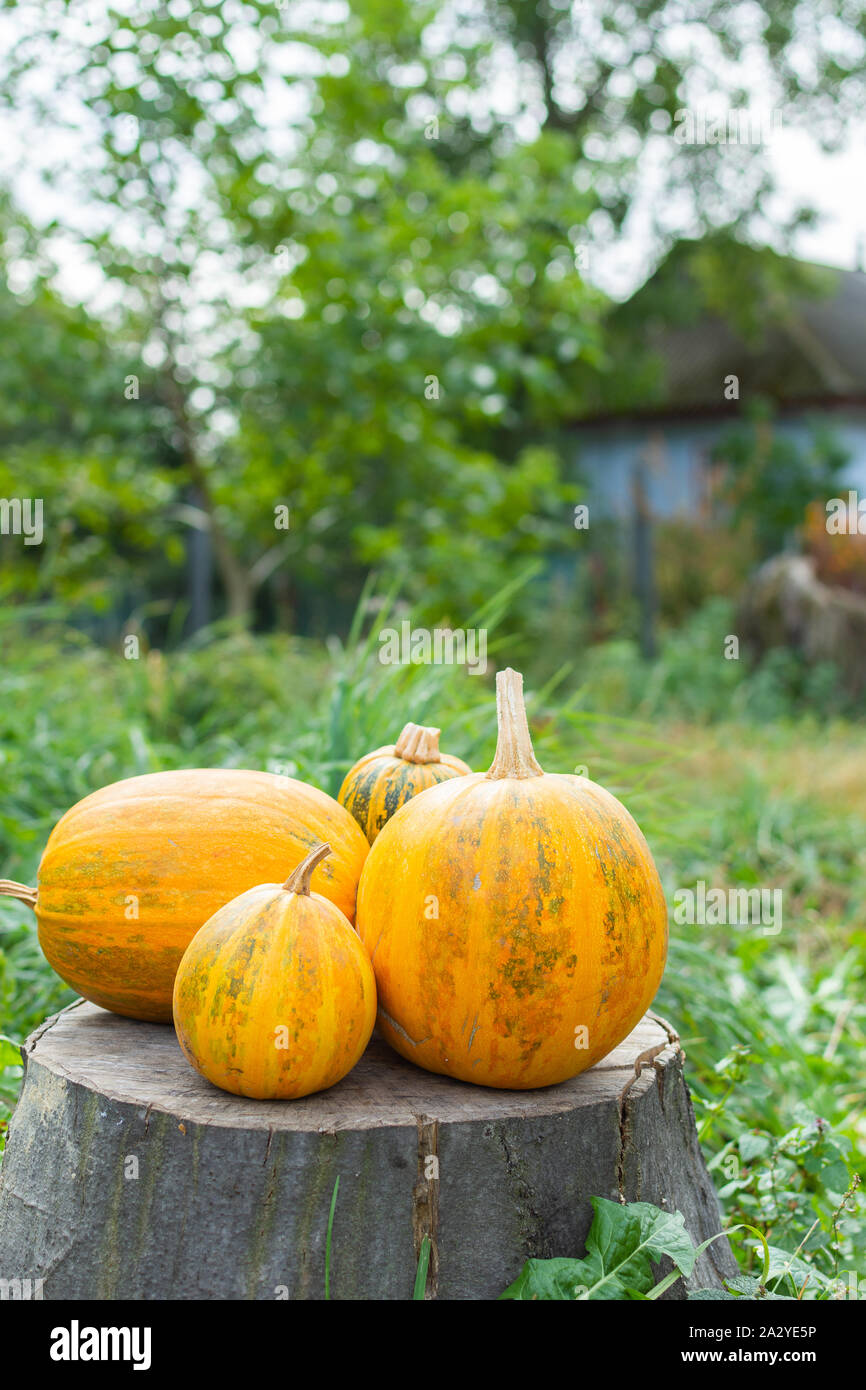 Orange sonnengereiften Kürbisse liegt auf einem Baumstumpf, frisches Gemüse aus dem Garten Stockfoto