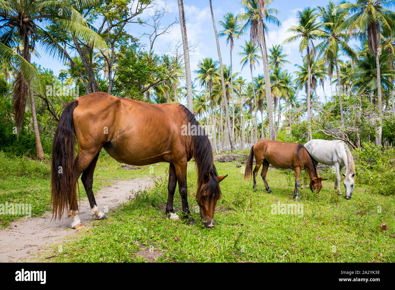 Brasilianische Arbeitspferde erholen mit einem maultier unter dem Grün des tropischen palm Plantation in Bahia, Brasilien Stockfoto
