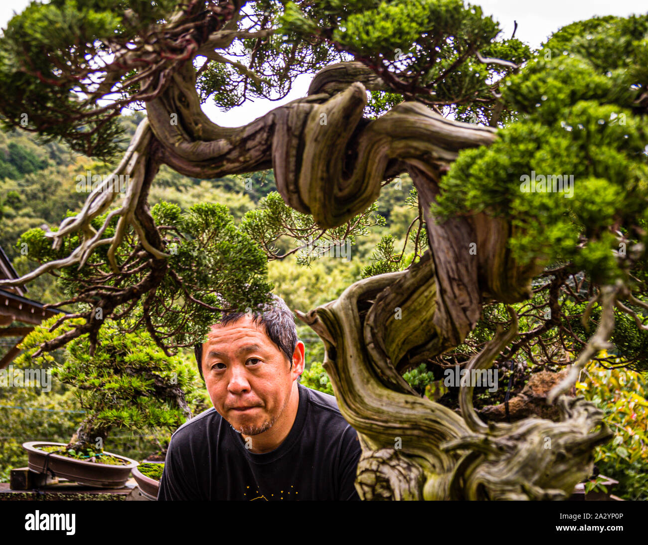 Bonsai-Gärtner in Izu, Japan. Bonsai-Meister und Gartenbesitzer Toshio Ohsugi mit einem 500-jährigen Pflegekoffer. Den Aufzeichnungen zufolge wurde der Baum um 1920 aus einem Felsen in den Bergen entnommen. Seine Wurzeln hatten einen Riss in den Felsen gegraben Stockfoto