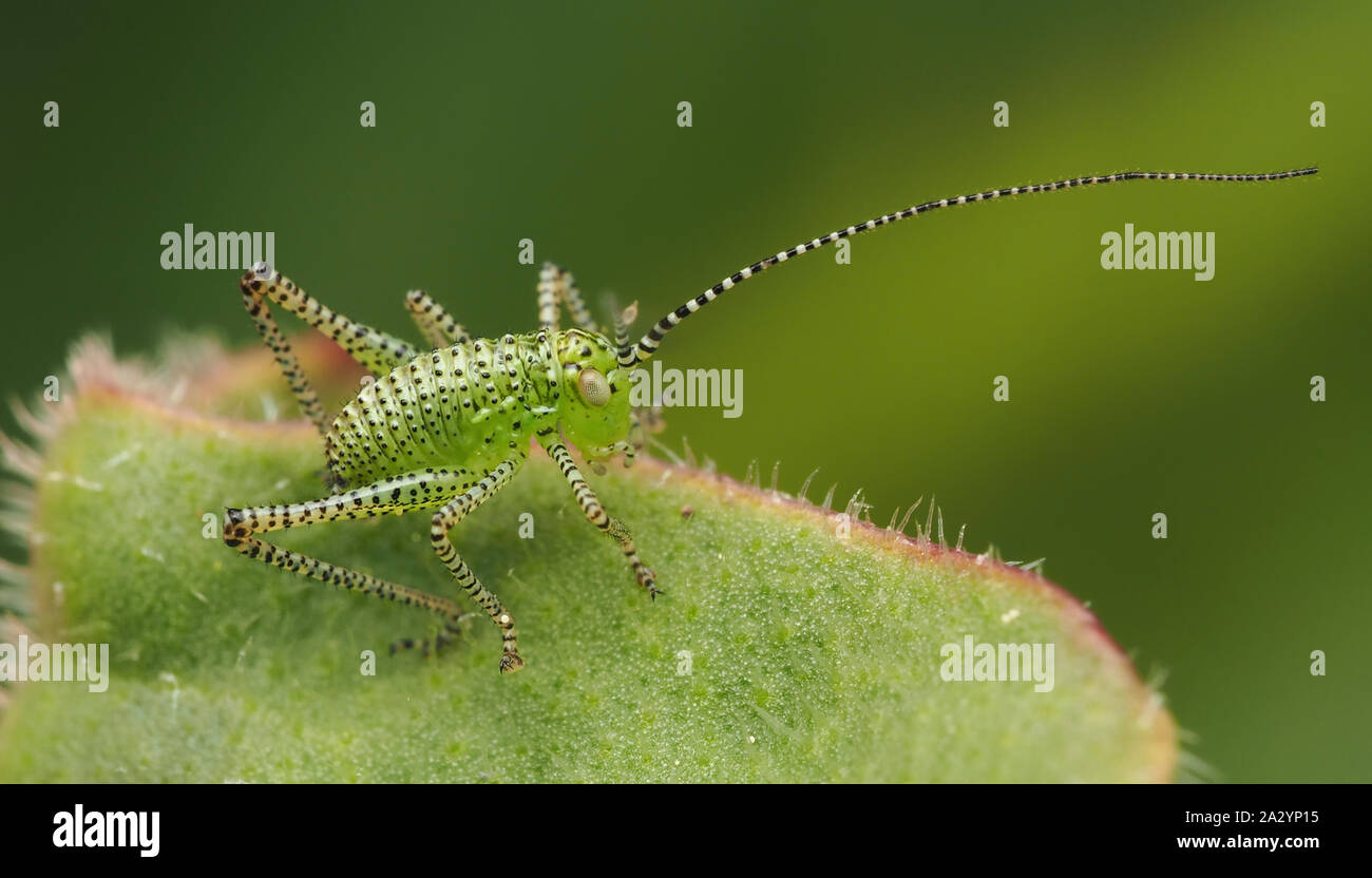 Gesprenkelte Bush Cricket Nymphe (Leptophyes punctatissima) auf Pflanze Blatt thront. Tipperary, Irland Stockfoto